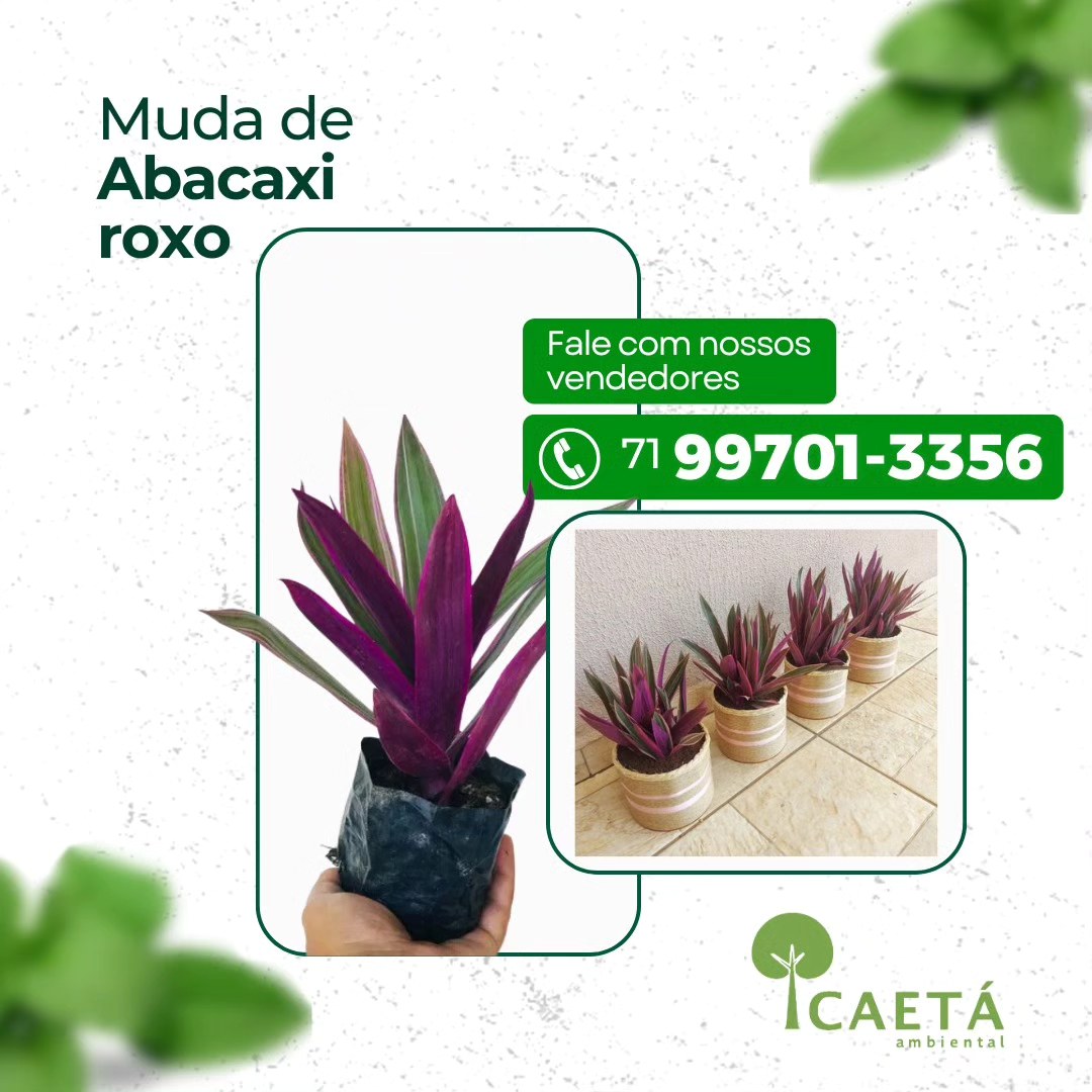 Técnicas Avançadas de Rustificação de Mudas Nativas